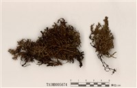 藏品(臺東球粉衣)的圖片